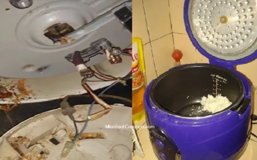 Cara Atasi Nasi Bau di Ricecooker Tips Mudah Membuat Makanan Awet