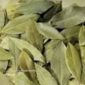 Cara Membuat Obat Darah Tinggi dengan Daun Salam Manfaat yang Terlupakan