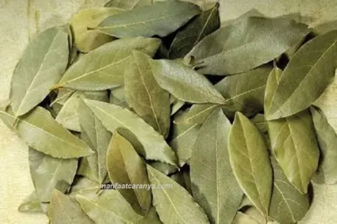 Cara Membuat Obat Darah Tinggi dengan Daun Salam Manfaat yang Terlupakan