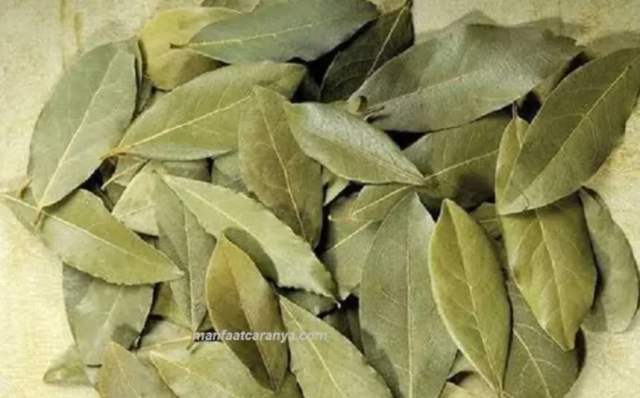 Cara Membuat Obat Darah Tinggi dengan Daun Salam Manfaat yang Terlupakan
