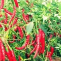 Cara Menanam Cabe Mudah Cepat Pasti Berbuah