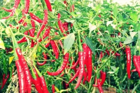 Cara Menanam Cabe Mudah Cepat Pasti Berbuah