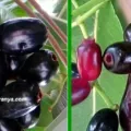 Manfaat Buah Duet untuk Kesehatan Buah Jamblang yang Kaya Guna