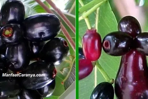Manfaat Buah Duet untuk Kesehatan Buah Jamblang yang Kaya Guna