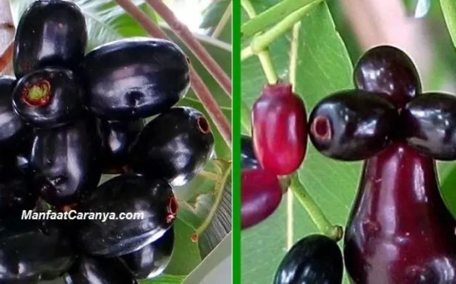 Manfaat Buah Duet untuk Kesehatan Buah Jamblang yang Kaya Guna