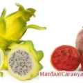 Manfaat Buah Naga Untuk Kesehatan Tubuh