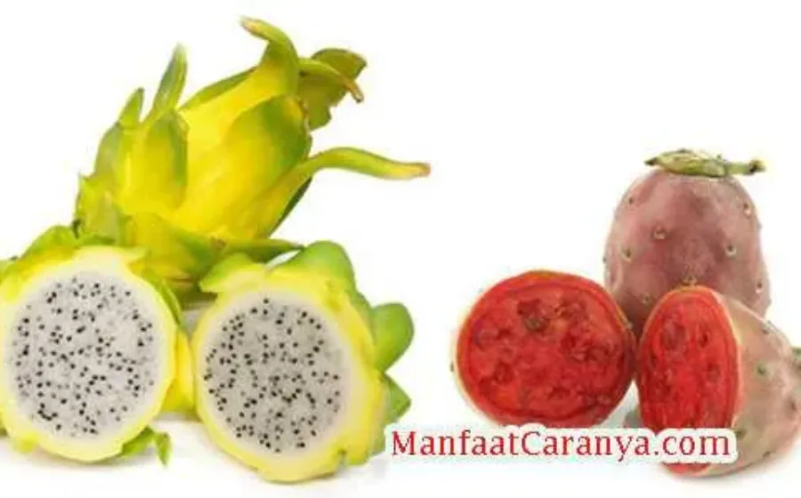 Manfaat Buah Naga Untuk Kesehatan Tubuh