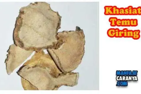 Manfaat Dan Khasiat Temu Giring Untuk Kecantikan Kulit Wajah