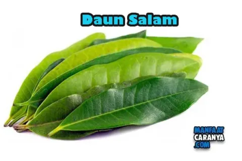 Manfaat Daun Salam Bagi Kesehatan Tubuh