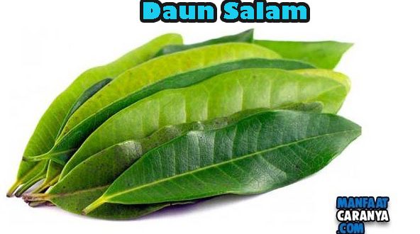 Manfaat Daun Salam Bagi Kesehatan Tubuh