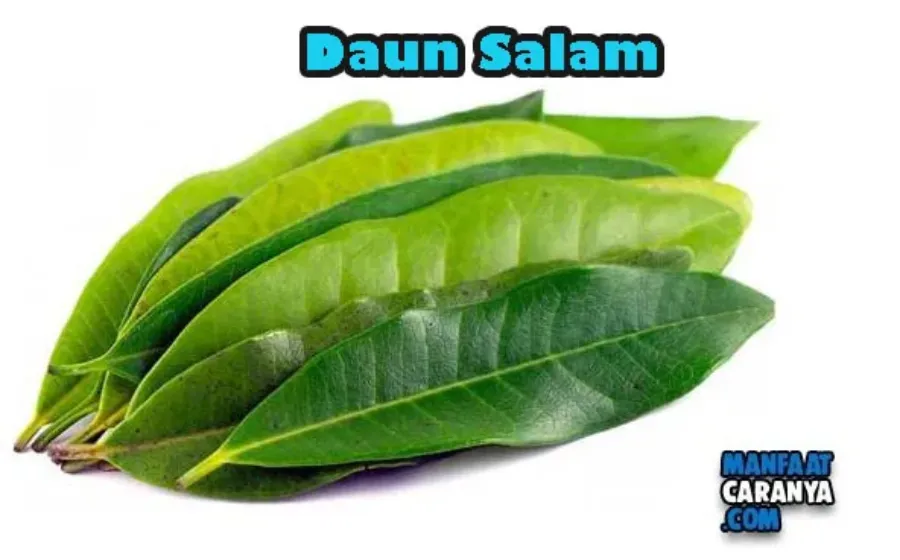 Manfaat Daun Salam Bagi Kesehatan Tubuh