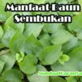 Manfaat Daun Sembukan Untuk Sakit Perut
