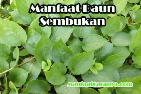 Manfaat Daun Sembukan Untuk Sakit Perut