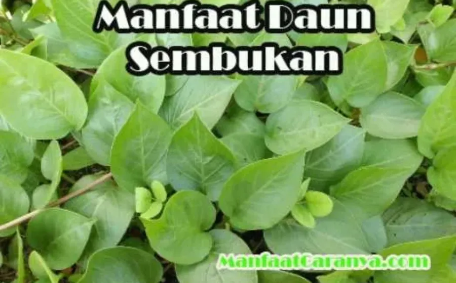 Manfaat Daun Sembukan Untuk Sakit Perut