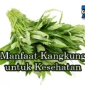 Manfaat Kangkung Bagi Kesehatan Tubuh Yang Populer