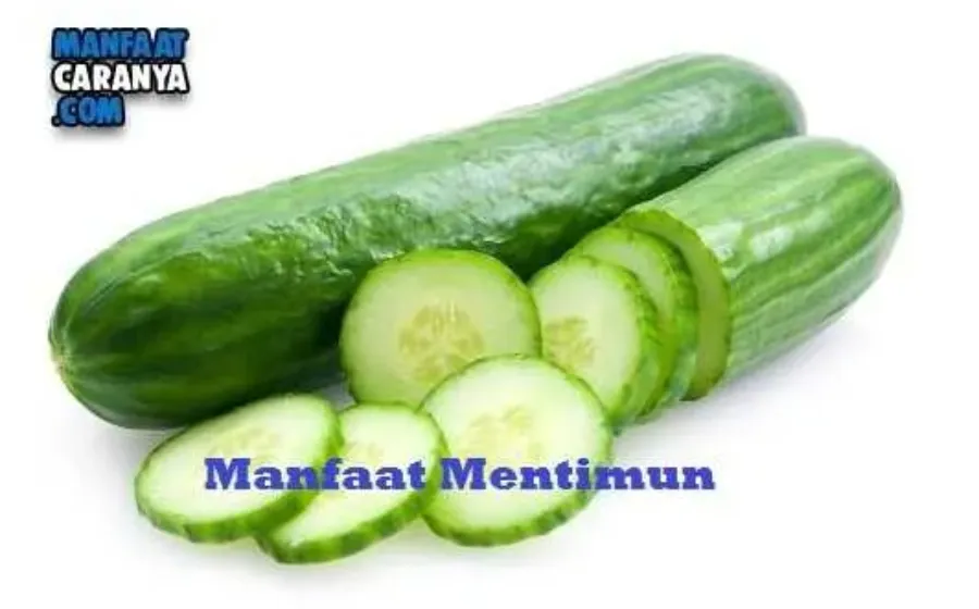 Manfaat Mentimun Bagi Kesehatan Tubuh