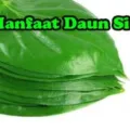 Manfaat Rebusan Daun Sirih Untuk Keshatan Dan Kecantikan