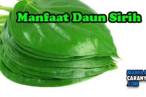Manfaat Rebusan Daun Sirih Untuk Keshatan Dan Kecantikan