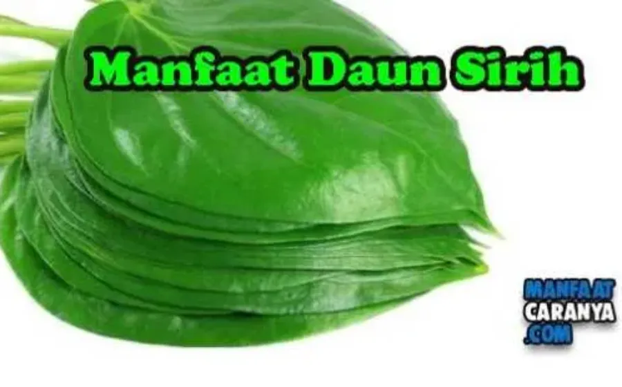 Manfaat Rebusan Daun Sirih Untuk Keshatan Dan Kecantikan