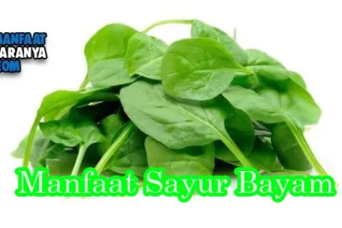 Manfaat Sayur Bayam Untuk Kesehatan Tubuh