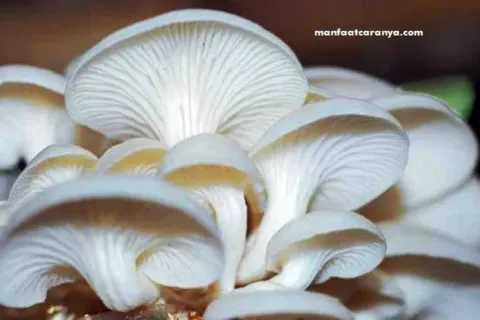Cara Budidaya Jamur Tiram