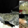 Cara Memakai Masker Komedo Bubuk, Mudah dan Cepat