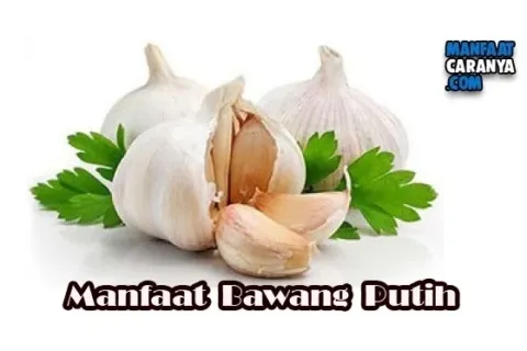 Khasiat Bawang Putih Untuk Kesehatan Tubuh