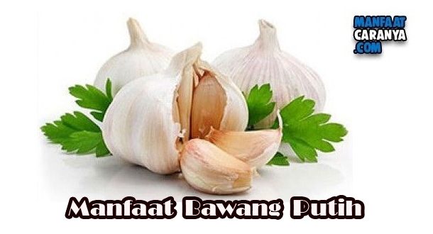 Khasiat Bawang Putih Untuk Kesehatan Tubuh