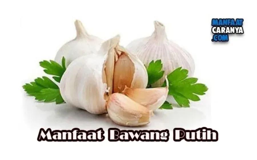 Khasiat Bawang Putih Untuk Kesehatan Tubuh