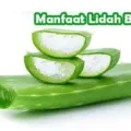 Khasiat Lidah Buaya Bagi Kesehatan Tubuh