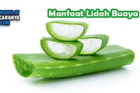 Khasiat Lidah Buaya Bagi Kesehatan Tubuh
