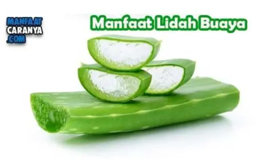 Khasiat Lidah Buaya Bagi Kesehatan Tubuh