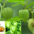 Manfaat Buah Ceplukan untuk Kesehatan, Kandungan Buah Sakti yang Dilupakan