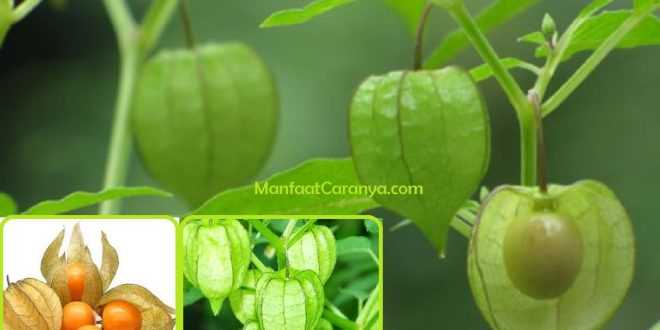 Manfaat Buah Ceplukan untuk Kesehatan, Kandungan Buah Sakti yang Dilupakan