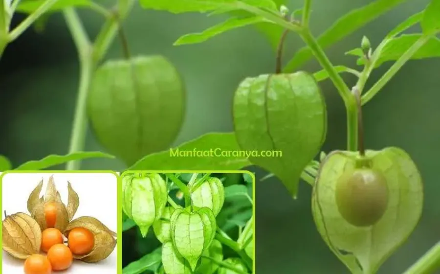 Manfaat Buah Ceplukan untuk Kesehatan, Kandungan Buah Sakti yang Dilupakan