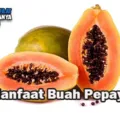 Manfaat Buah Pepaya Bagi Kesehatan Tubuh Setiap Hari