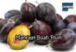 Manfaat Buah Plum Untuk Kesehataan Tubuh