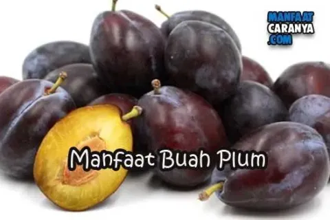 Manfaat Buah Plum Untuk Kesehataan Tubuh