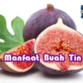 Manfaat Buah Tin Bagi Kesehatan Tubuh