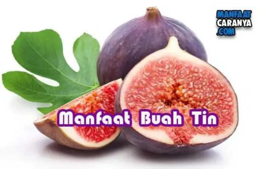 Manfaat Buah Tin Bagi Kesehatan Tubuh