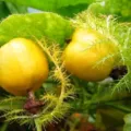 Manfaat Dan Khasiat Buah Rambusa Bagi Kesehatan