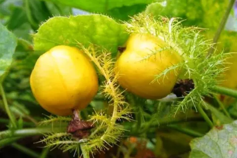 Manfaat Dan Khasiat Buah Rambusa Bagi Kesehatan