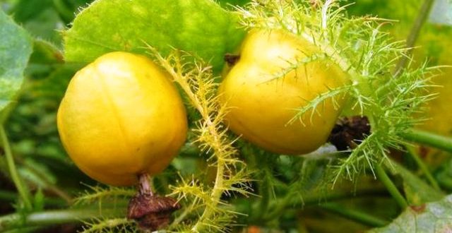 Manfaat Dan Khasiat Buah Rambusa Bagi Kesehatan
