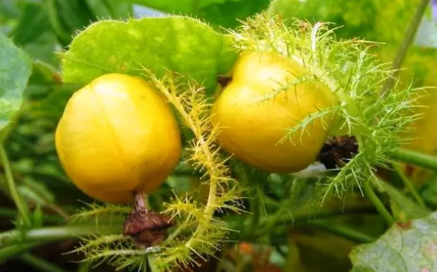 Manfaat Dan Khasiat Buah Rambusa Bagi Kesehatan
