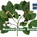 Manfaat Dan Khasiat Daun Bidara Bagi Kesehatan