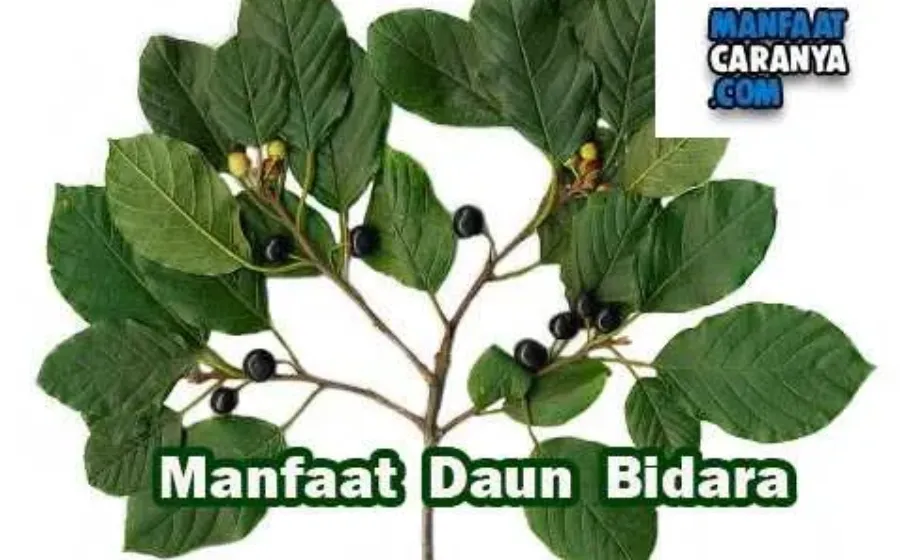 Manfaat Dan Khasiat Daun Bidara Bagi Kesehatan
