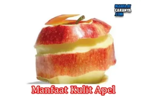 Manfaat Dan Khasiat Kulit Apel Bagi Kesehatan Tubuh