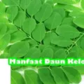 Manfaat Daun Kelor Bagi Kesehatan