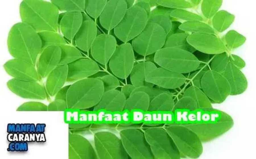 Manfaat Daun Kelor Bagi Kesehatan