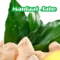 Manfaat Jahe Untuk Kesehatan Tubuh